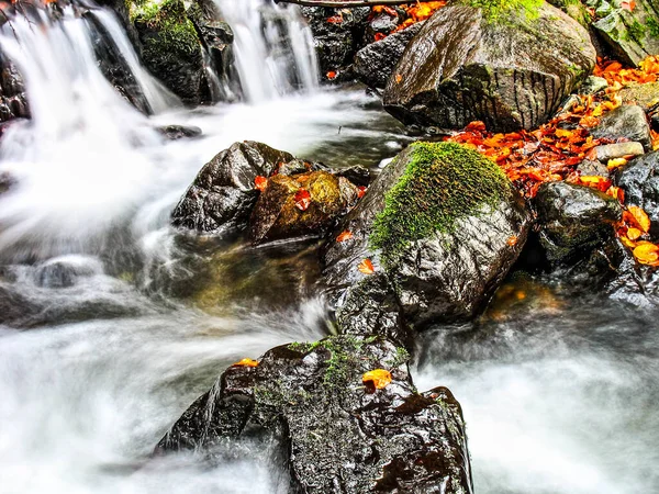 Ormandaki dağ deresi. HDR Resmi (Yüksek Dinamik Aralık).