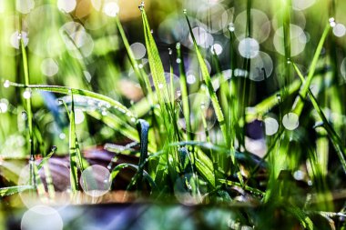Sabah çayırdaki çimenler. HDR Resmi (Yüksek Dinamik Aralık).