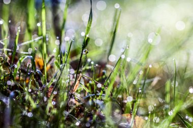Sabah çayırdaki çimenler. HDR Resmi (Yüksek Dinamik Aralık).