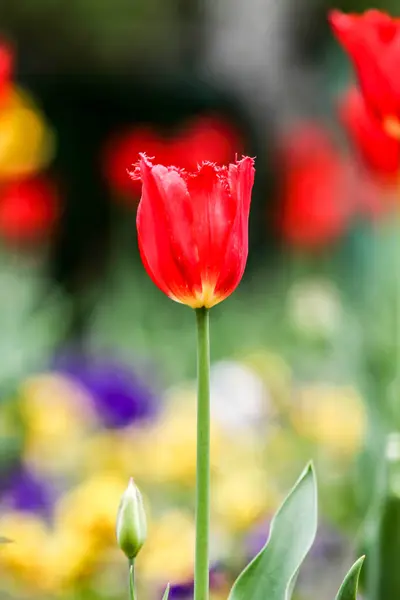 チューリップ チューリップの美しい花束 カラフルなチューリップ 春のチューリップ Hdr イメージ ダイナミック レンジ ストック写真