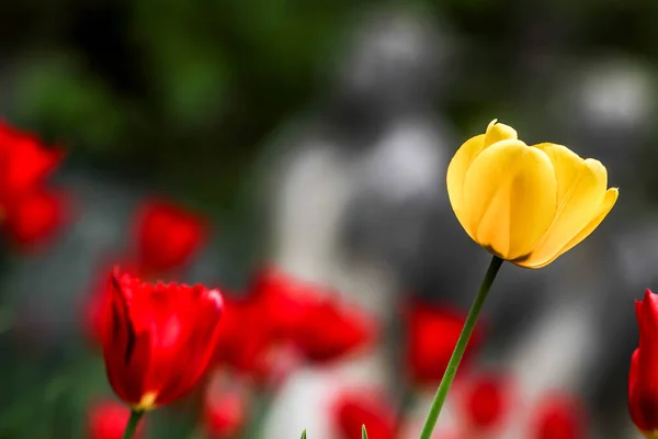 チューリップ チューリップの美しい花束 カラフルなチューリップ 春のチューリップ Hdr イメージ ダイナミック レンジ ロイヤリティフリーのストック写真