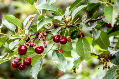 Meyve bahçesinde kiraz ağacında kırmızı kiraz toplamak için. Olgun kiraz meyvelerine yakın plan bir ağaç dalında.