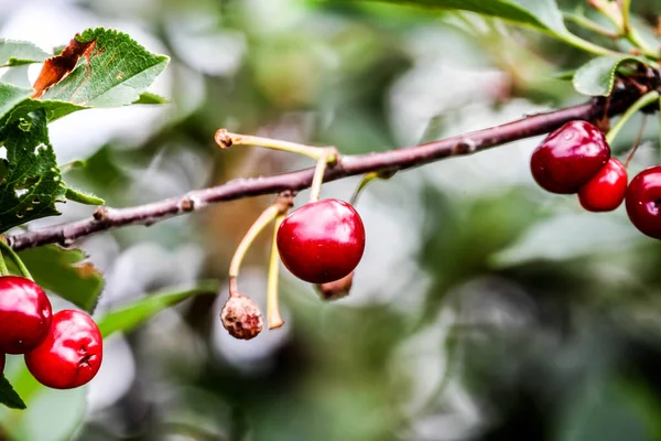 ピッキングのために果樹園の桜の赤いチェリー ツリーブランチの熟したチェリーフルーツのクローズアップ ストック画像