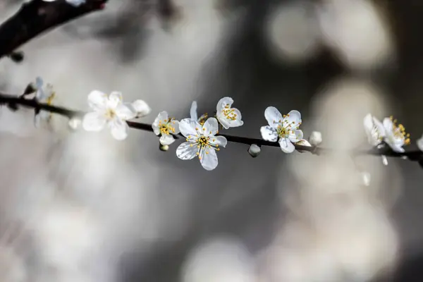 春に咲く果実 ロイヤリティフリーのストック画像