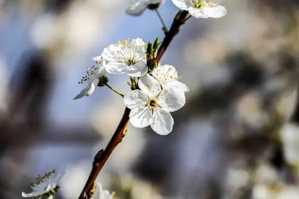 春に咲く果実 ストック画像