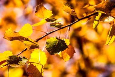 Ormanda renkli yapraklar. Sonbaharda renkli yapraklar. HDR Resmi (Yüksek Dinamik Aralık).