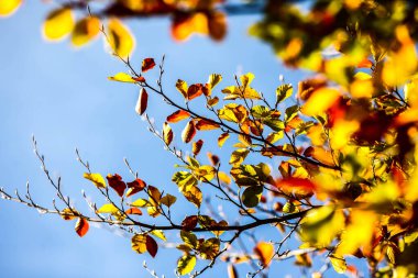 Ormanda renkli yapraklar. Sonbaharda renkli yapraklar. HDR Resmi (Yüksek Dinamik Aralık).