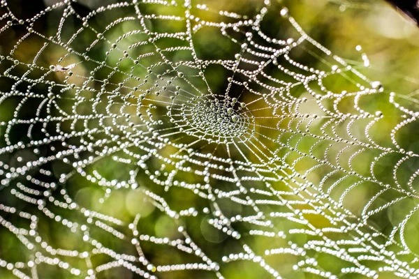Природний Фон Павутинною Мережею Краплями Павук Вкритий Краплями Ігристої Роси Стокове Зображення