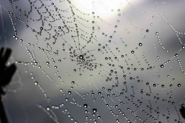 Природний Фон Павутинною Мережею Краплями Павук Вкритий Краплями Ігристої Роси Стокова Картинка