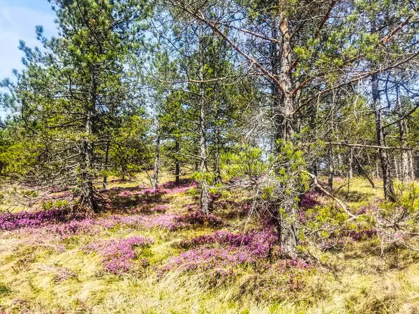 Hegyi Virágok Tavasszal Május Stock Kép
