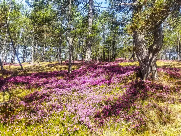 Hegyi Virágok Tavasszal Május Stock Fotó