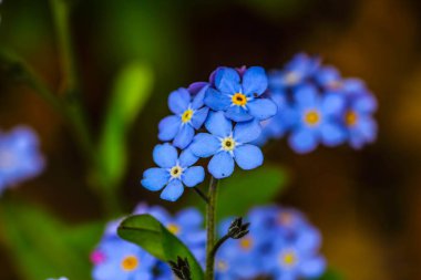 Unutulmayan küçük mavi çiçekler (Myosotis)