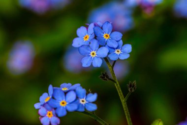 Unutulmayan küçük mavi çiçekler (Myosotis)