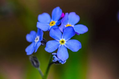 Unutulmayan küçük mavi çiçekler (Myosotis)