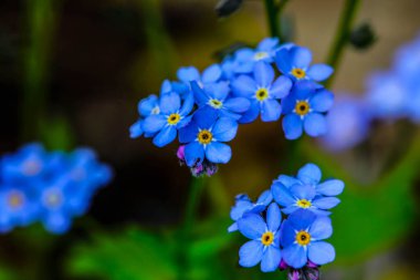 Unutulmayan küçük mavi çiçekler (Myosotis)