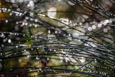 Sabah, çimenlere damla, yakın çekim, yerel odaklanma. HDR Resmi (Yüksek Dinamik Aralık).