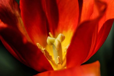 bahar bahçe çiçekler