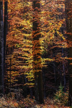 Ormanda renkli sonbahar ağaçları 