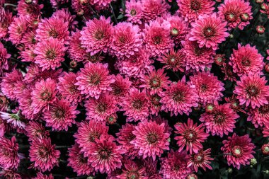 Bahçedeki renkli çiçekler. HDR Resmi (Yüksek Dinamik Aralık).