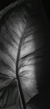 Işığın siyah beyaz fotoğrafçılık üzerindeki etkisi