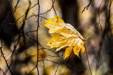 Sonbaharın güzel renkleri, Ekim