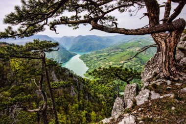 Dağ Tara, Sırbistan, güzel manzara