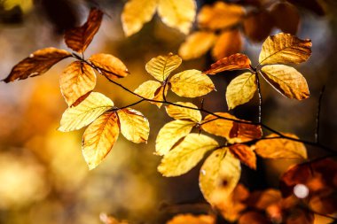 ormanda renkli sonbahar yaprakları.