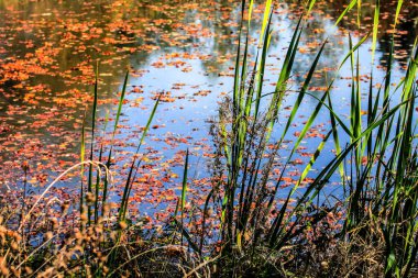 A swamp full of autumn leaves with marsh grass. clipart