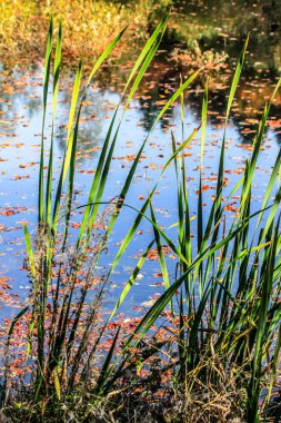 Sonbahar yapraklarıyla dolu bir bataklık..