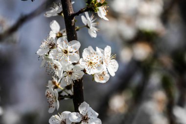İlkbaharda meyveler açar.. 
