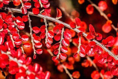 Güzel ağaçların parlak kırmızı yapraklarını yakından çek..