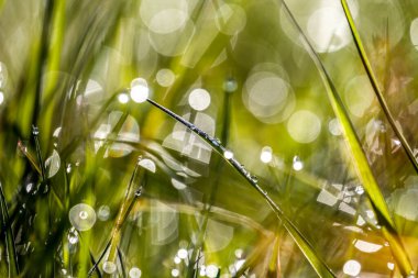 Sabah çayırdaki çimenler.