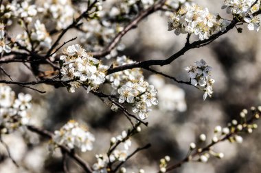 İlkbaharda meyveler açar. 