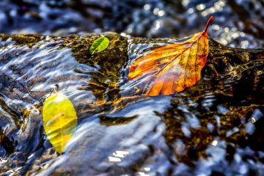 Suda sonbahar yaprakları, soyut görünüş.