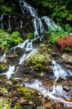 Ormandaki dağ deresi.