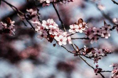 Meyve çiçekli bir bahar günü