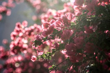 Sabah güneşiyle yanan ağaçtaki çiçekler.