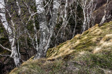 Dağ çayırında güzel beyaz huş ağaçları