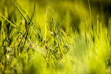 Çayırda, güneş ışınlarıyla aydınlatılan çimlerin parlaklığında..