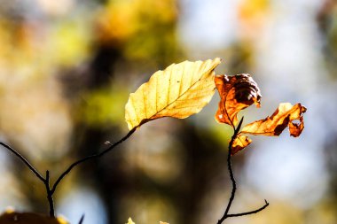 Sonbahar Yaprakları. Sonbaharın renkleri. Ormanda sonbahar, yapraklar.