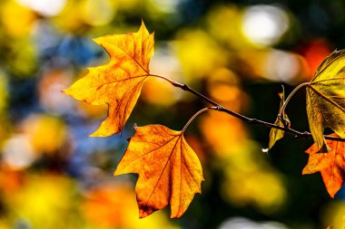 Sonbahar Yaprakları. Sonbaharın renkleri. Ormanda sonbahar, yapraklar.