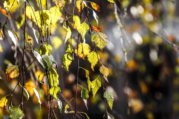 stock image beautiful autumn yellow leaves illuminated by sunlight