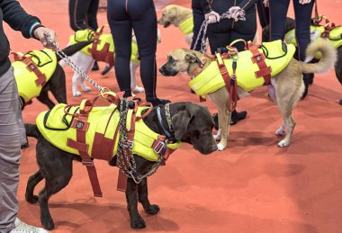 Bari, İtalya - 24 Nisan 2023: SICS, İtalyan Kurtarma Köpekleri Okulu, Bari 'de düzenlenen 