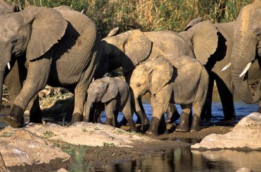 Fil, (Loxodonta africana), Kruger National Park, Mpumalanga, Güney Afrika, Afrika