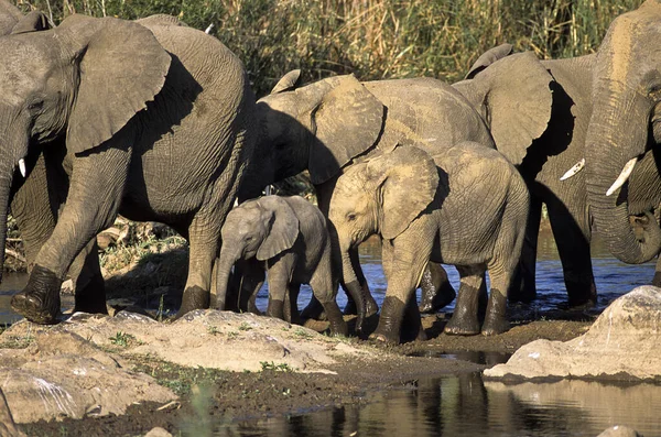 Fil, (Loxodonta africana), Kruger National Park, Mpumalanga, Güney Afrika, Afrika