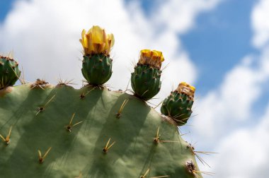 Hint inciri (Opuntia ficus-indica) veya Hint incir