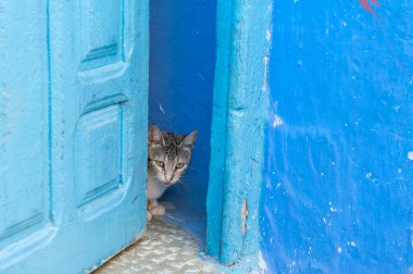 Fas 'ın mavi şehri Chefchaouen' de sokak kedisi..