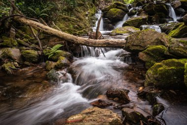 Gresso Nehri 'ndeki güzel su akıntısı, Sever do Vouga, Aveiro, Portekiz. Uzun süre maruz kalma efekti. Ormandaki yemyeşil yaprakların arasında yeşil suyu olan güzel bir dağ deresi olan manzaralı bir yer..