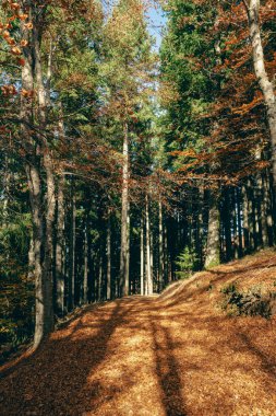 Sao Lourenco Beech Ağaç Ormanı, patika yaprakları Kasım ayında sonbahar arka planında yere düşer, Manteigas, Serra da Estrela, Portekiz.