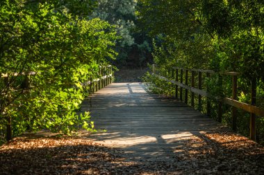 Eco path wooden walkway in the forest. Ecological trail path. Wooden path in Palmaz, Oliveira de Azemeis, Aveiro, Portugal clipart